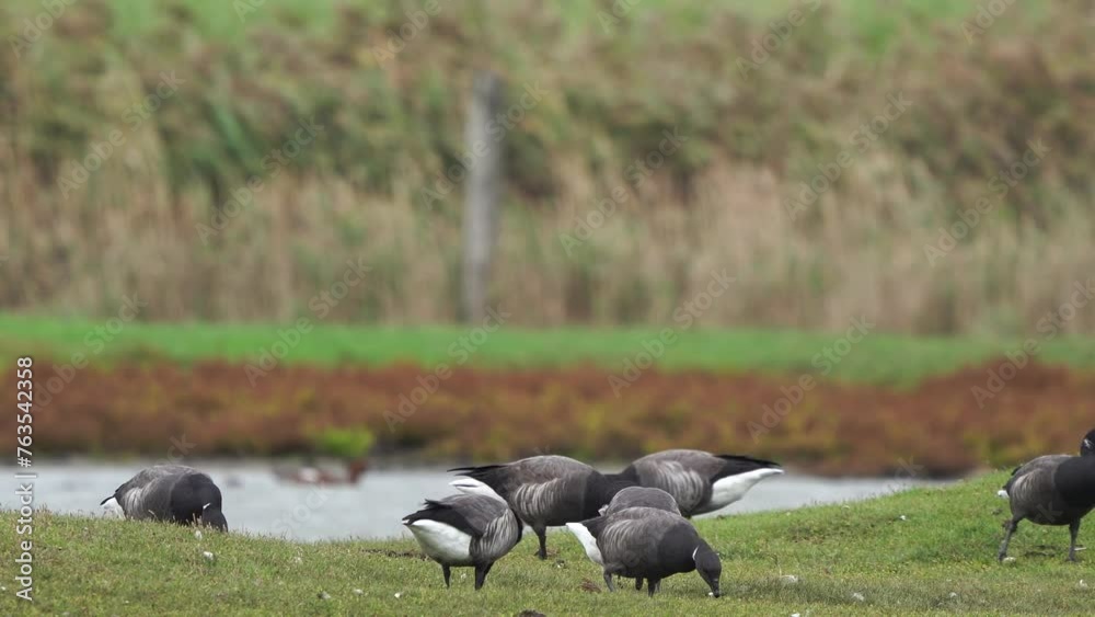 A flock of brant or brent geese (Branta bernicla) foraging in a wetland A flock of brant or brent geese (Branta bernicla) foraging in a wetland