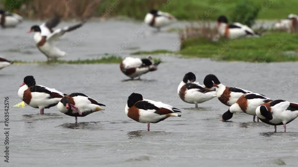 A flock of common shelducks (Tadorna tadorna) polishing their feathers A flock of common shelducks (Tadorna tadorna) polishing their feathers
