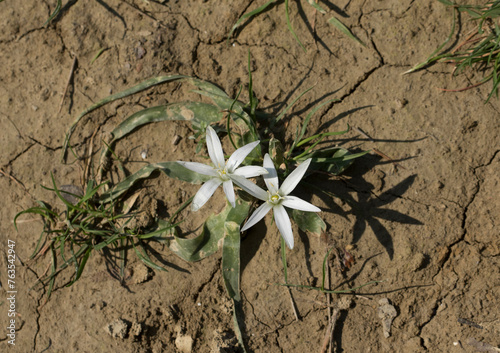 Hairy-leaved Star of Bethlehem (Ornithogalum fimbriatum ) photo