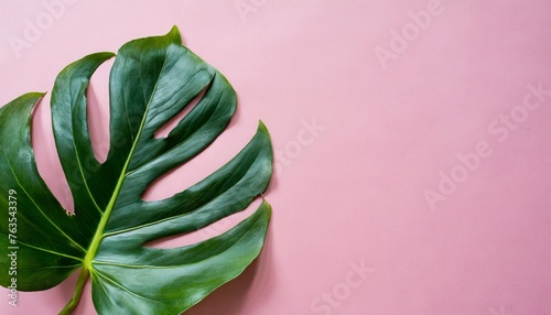 flat lay green leaf on a pink background for business copy space top view flora
