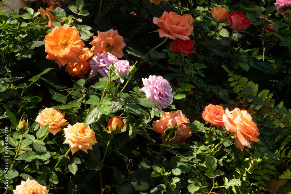 A bunch of flowers with different colors, including pink, orange, and purple