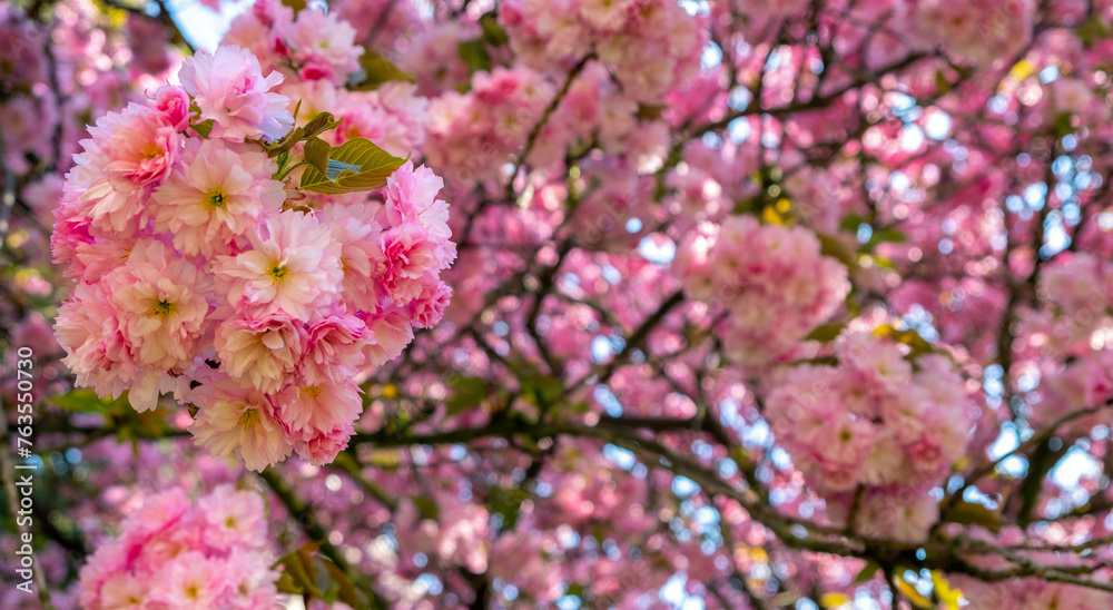 sakura bloom, Japanese cherry, spring tree flowers, spring blossom, Prunus serrulata sakura bloom, Japanese cherry, spring tree flowers, spring blossom, Prunus serrulata
