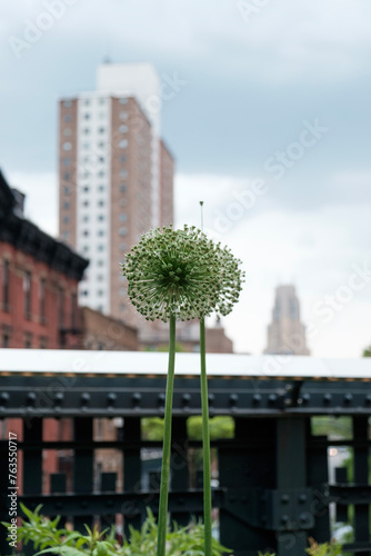 dandelion seed in the city