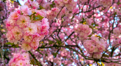sakura bloom, Japanese cherry, spring tree flowers, spring blossom, Prunus serrulata