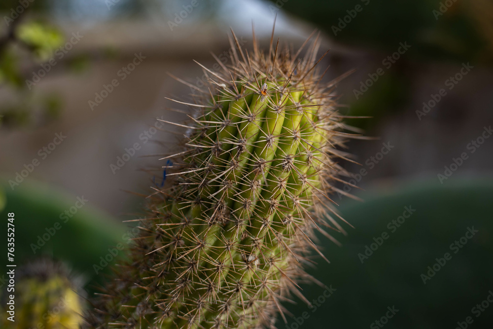 close up of cactus close up of cactus