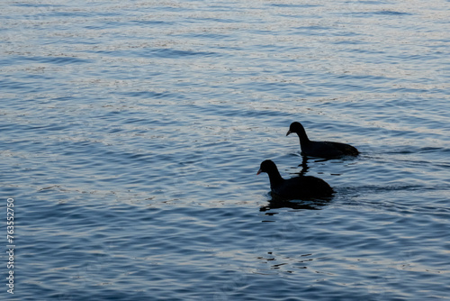 湖上に浮かぶ鳥