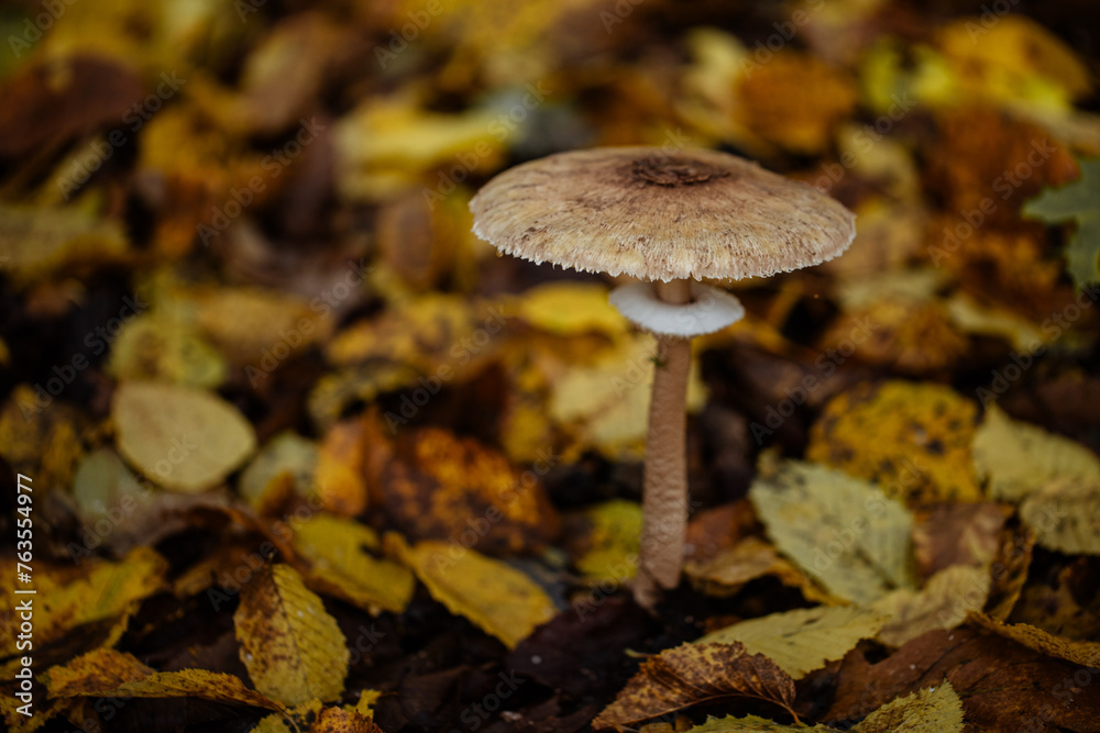 Mushroom in the forest. Macrolepiota procera edible mushroom in the forest. Mushroom in the forest. Macrolepiota procera edible mushroom in the forest.