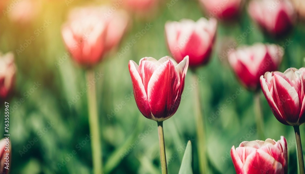 amazing fresh tulip flowers blooming in tulip field under background of blurry tulip flowers under sunset light romantic springtime nature beautiful natural spring scene texture for design copyspace