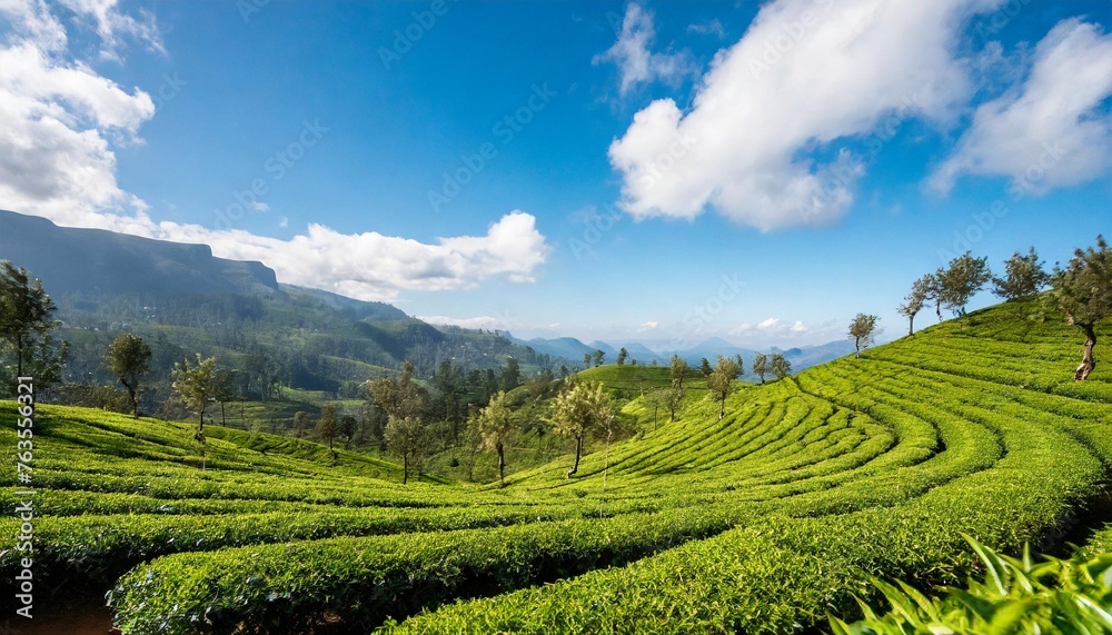 inspiring landscape of green tea plantation in up country near nuwara eliya sri lanka high quality photo green tea field for background and banner