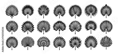 Hand drawn detailed fan palm leaf silhouette design set