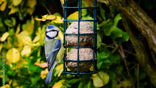 Bild auf Leinwand Blue tit bird close up perched on suet balls bird feeder