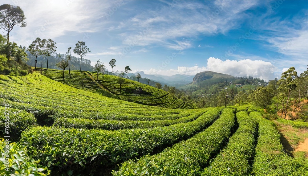 inspiring landscape of green tea plantation in up country near nuwara eliya sri lanka high quality photo green tea field for background and banner