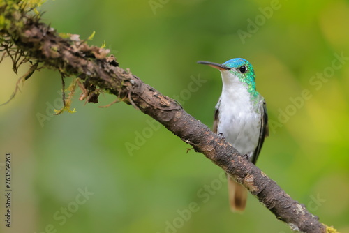 Andean emerald (Amazillia franciae) Ecuador photo