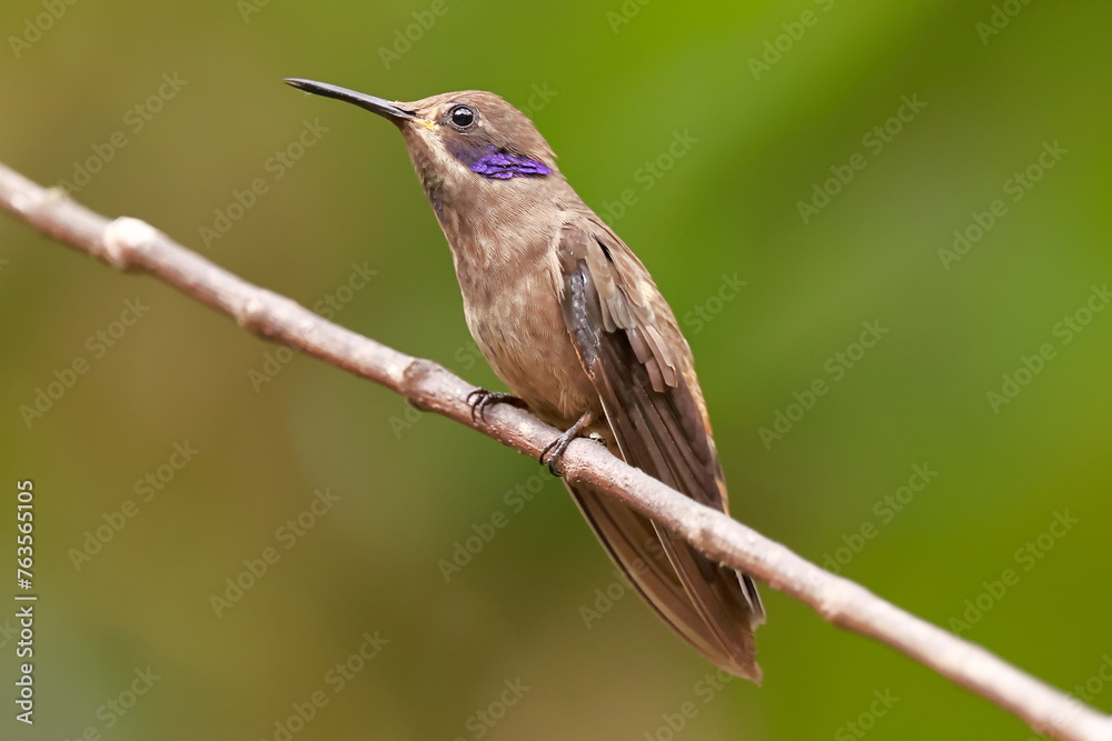 Fototapeta premium Brown Violetear (Colibri delphinaae) Ecuador