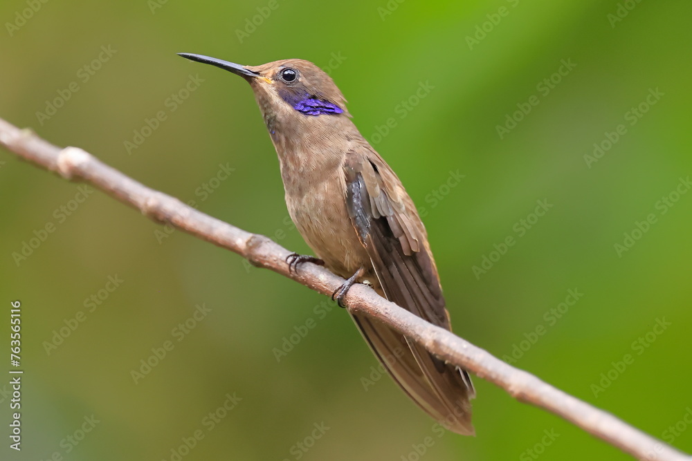 Fototapeta premium Brown Violetear (Colibri delphinaae) Ecuador