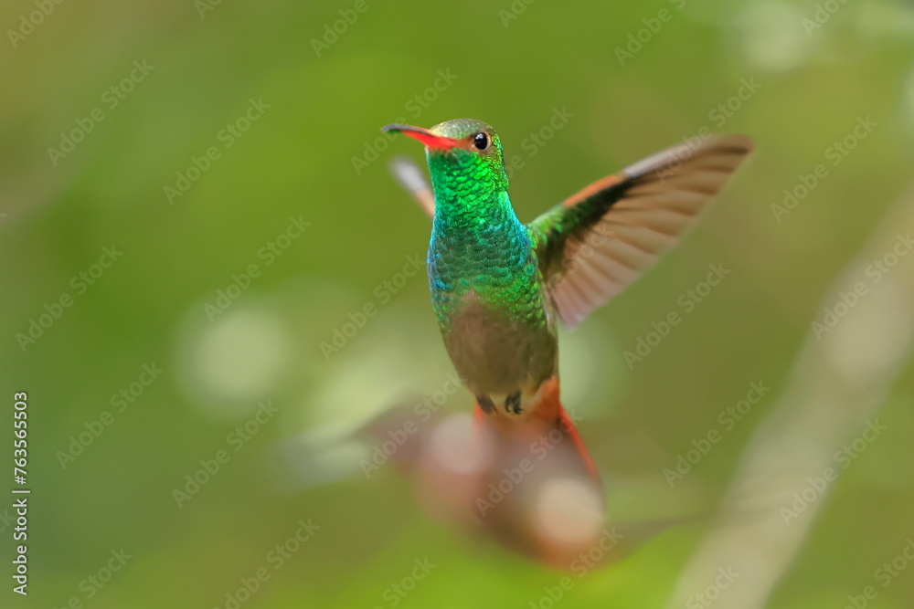 Rufous-tailed Hummingbird (Amazilia tzacalt) Ecuador Rufous-tailed Hummingbird (Amazilia tzacalt) Ecuador