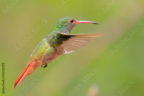 Rufous-tailed Hummingbird (Amazilia tzacalt) Ecuador photo