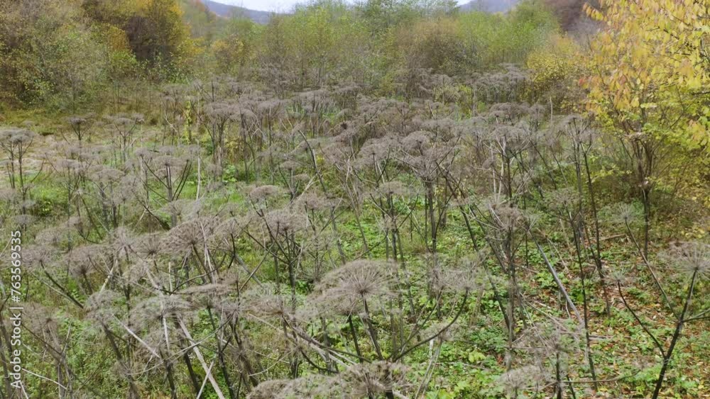Sosnovsky's hogweed is a dangerous plant of the collective farm period, Sosnovsky's hogweed is a dangerous plant of the collective farm period,