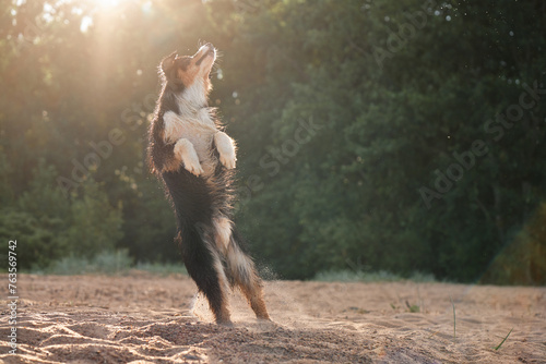 An Australian Shepherd dog performs a joyful leap, its silhouette outlined by the luminous rays of the setting sun filtering through the trees