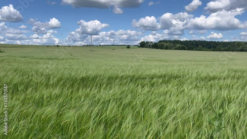 Field with wheat, wind blowing, blue sky with beautiful clouds