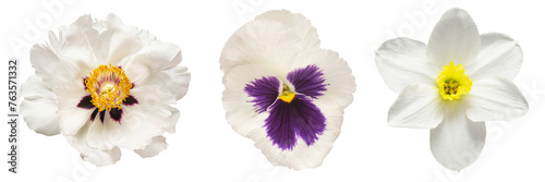 Collection white head flower daffodil, pansies, peony isolated on white background. Beautiful composition for advertising and packaging design in the business. Flat lay, top view