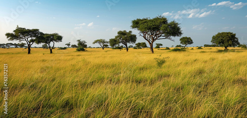 An expansive savannah, with tall, golden-yellow grass waving gently, interspersed with deep green acacia trees