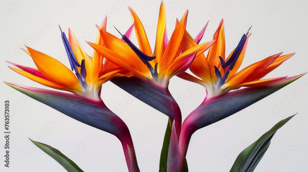 a close up of a bunch of flowers on a white background with a blue and orange flower in the middle of the picture. a close up of a bunch of flowers on a white background with a blue and orange flower in the middle of the picture.