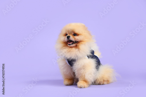 Cute Pomeranian dog in recovery suit after sterilization on lilac background