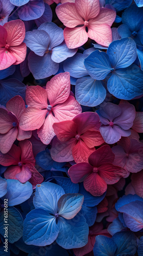 Pink and blue hydrangea flowers, background of flowers