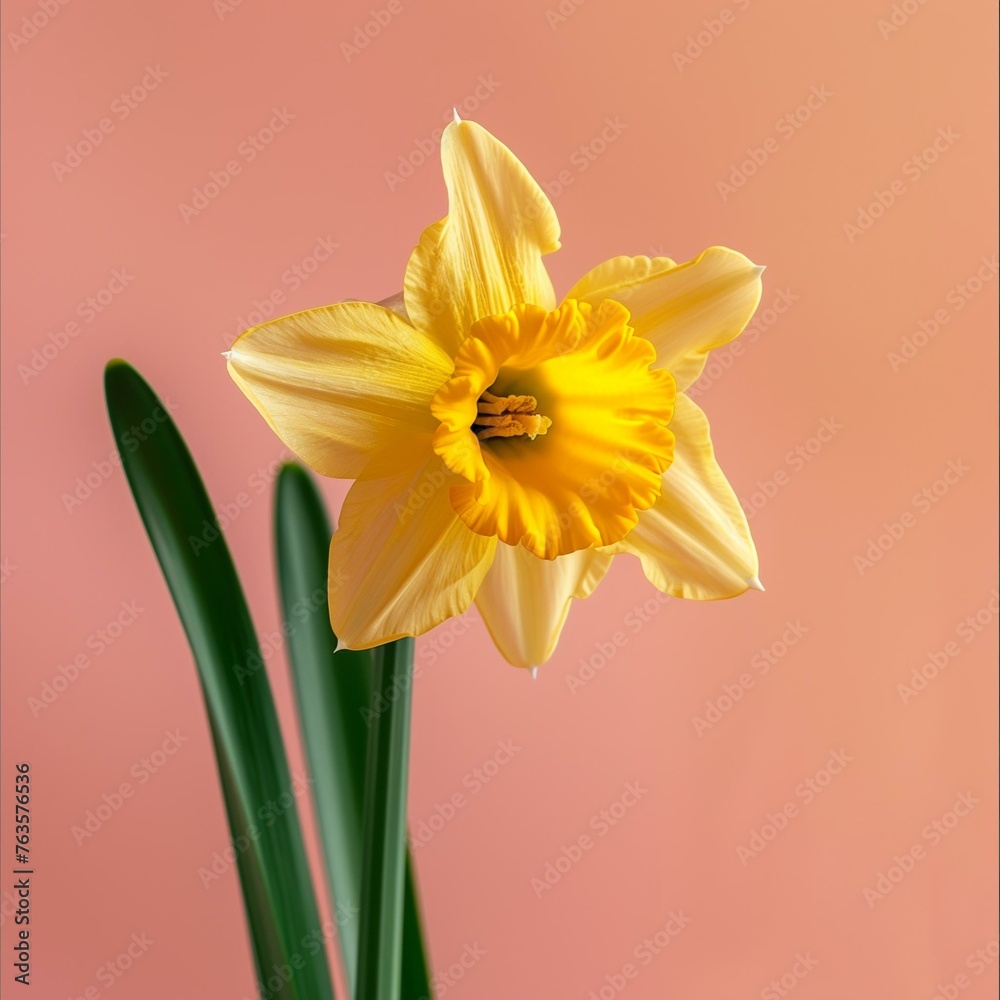 Fototapeta premium Elegant Single Yellow Narcissus Flower on Soft Pink Background