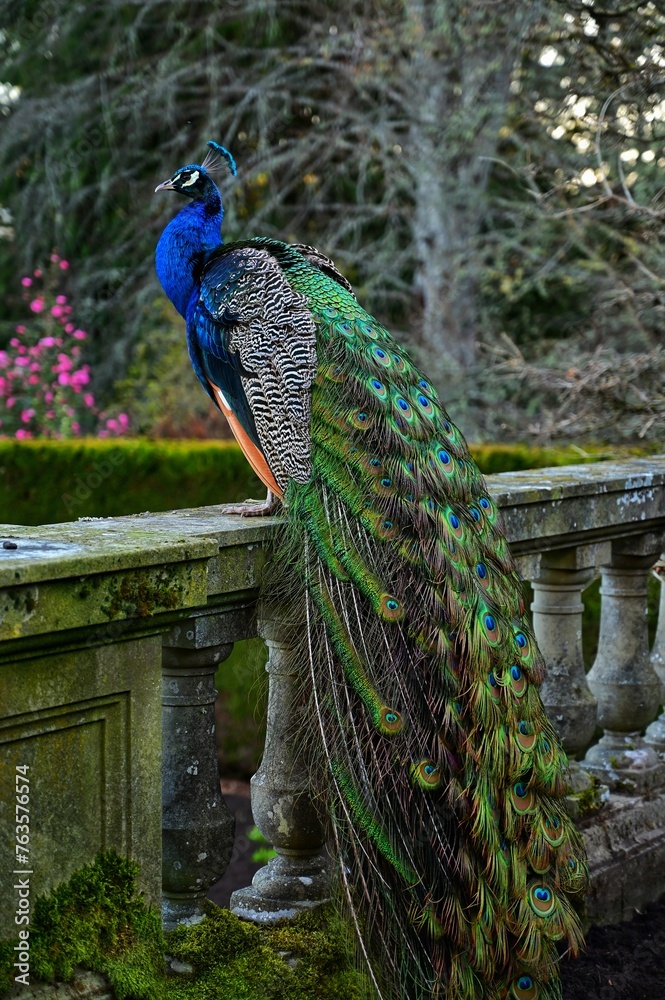 Obraz premium Beautiful male peacock fanning, Victoria, BC, Canada