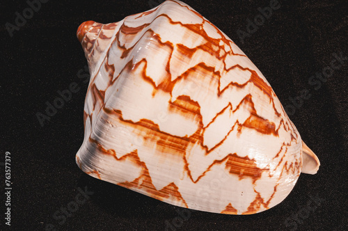   top view, close up of, a tropical, Noble Volut sea shell, on black background