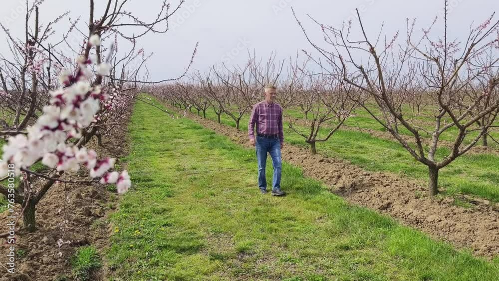 Farmer inspecting flowers and buds on blooming fruit trees plantation in springtime Farmer inspecting flowers and buds on blooming fruit trees plantation in springtime