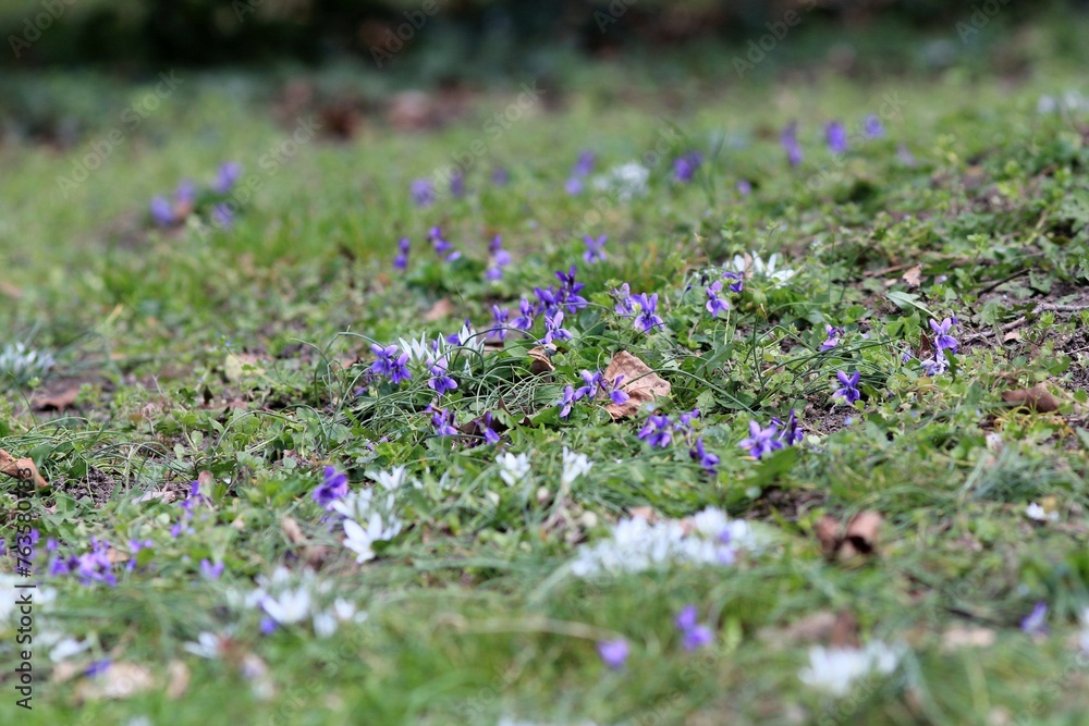 Fotografie Purple violets in a clearing in the forest in spring