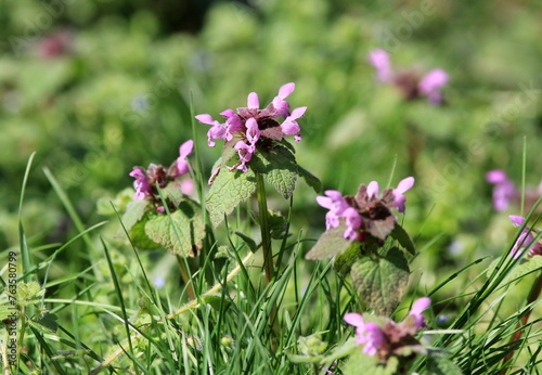 Pink Lamium purpureum flowers in a clearing in spring