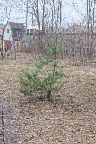 one small green pine tree on gray dry needles and ground in the forest