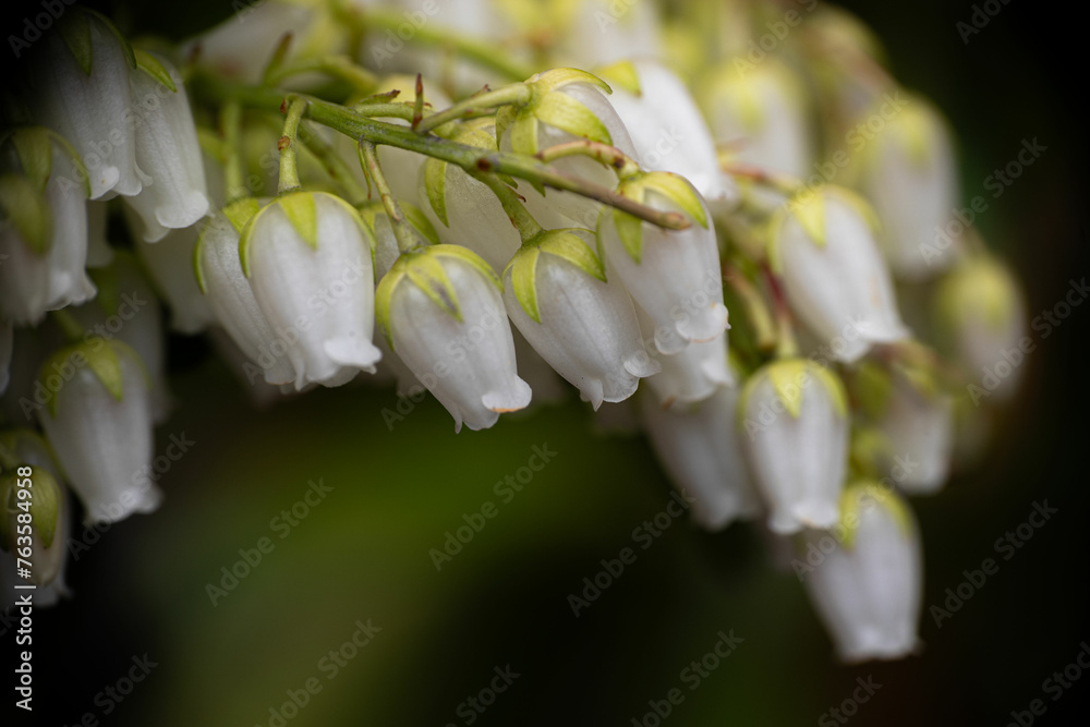 Lily of the valley. Pieris Forest Flame flowers. evergreen shrub with bright red leaves. Hanging white flower buds. Early bloomers Lily of the valley. Pieris Forest Flame flowers. evergreen shrub with bright red leaves. Hanging white flower buds. Early bloomers