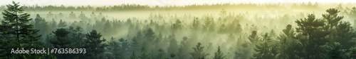 Tree tops beautiful scenic view. Happy morning in the forest. Sunny fog clouds above the pines and woods.