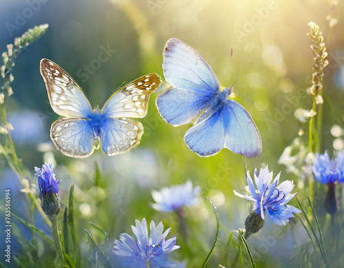 Wild light blue flowers in field and two fluttering butterfly on nature outdoors, close-up macro © Nolan