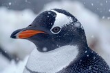 Close-up Portrait of a Gentoo Penguin in a Snowy Habitat with Falling Snowflakes Captured in Natural Light