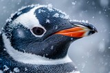 Close-up Portrait of a Gentoo Penguin in a Snowy Habitat - Wildlife Photography