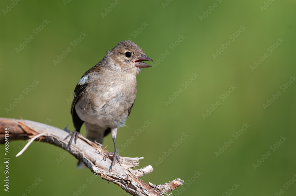 Small bird on dry twigs. Common Chaffinch, Fringilla coelebs. Small bird on dry twigs. Common Chaffinch, Fringilla coelebs.