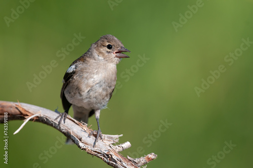 Small bird on dry twigs. Common Chaffinch, Fringilla coelebs.