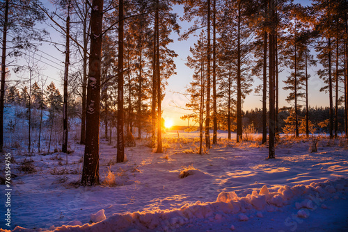 Winter forest in Sweden beautiful light