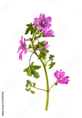Malva sylvestris in front o...