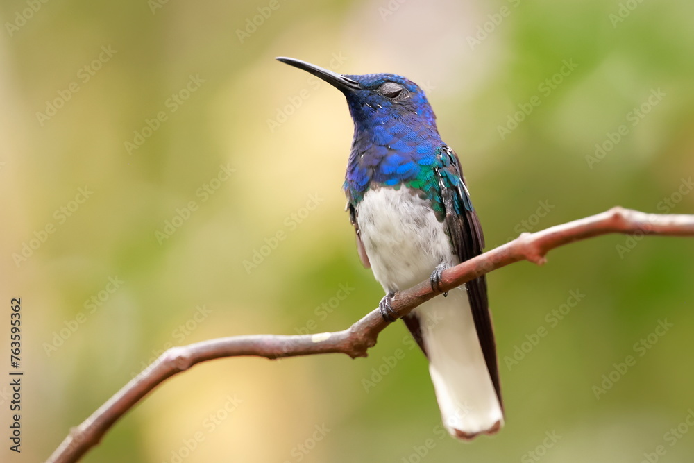 White-necked Jacobin (Florisuga mellivora) Ecuator White-necked Jacobin (Florisuga mellivora) Ecuator