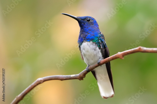 White-necked Jacobin (Florisuga mellivora) Ecuator