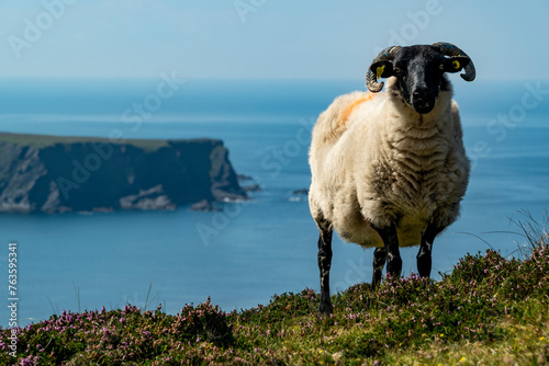 Sheep standing on the coast of Donegal, with the blue Atlantic Ocean in the background, near Glencolumbkille, Ireland