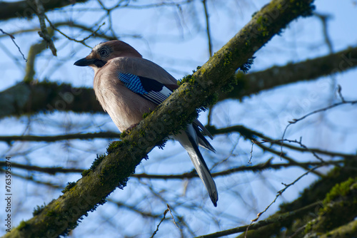 Bild auf Leinwand Eurasian Jay (Garrulus glandarius) perched on a tree branch in Zurich, Switzerla