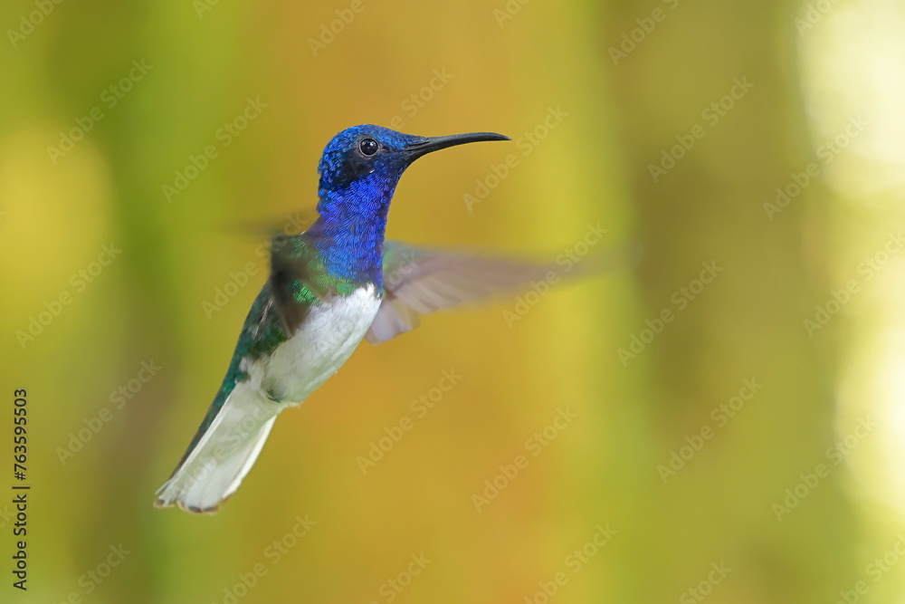 Fototapeta premium White-necked Jacobin (Florisuga mellivora) Ecuator